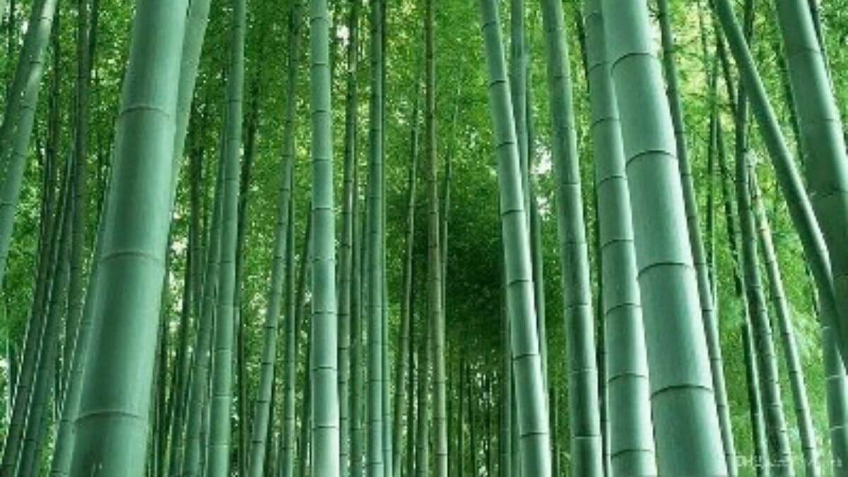 Moso bamboo forest in Jian'ou Fujian